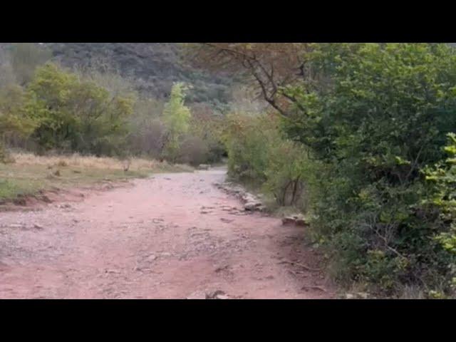 Leopard on hiking track || Leopard Spotted at Trail 5