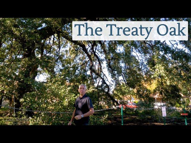 Discover Austin: The Treaty Oak - Episode 65