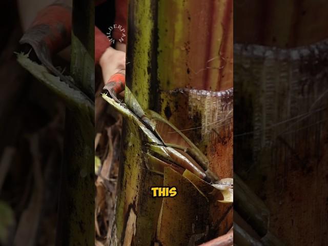 Banana Tree Turns Into Meat Dish #shorts