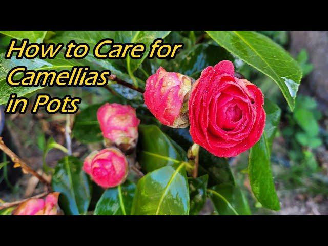 How to Grow and Care for Camellias in Pots | Potted Camellias Planting tips (如何种植和养护盆栽山茶花)