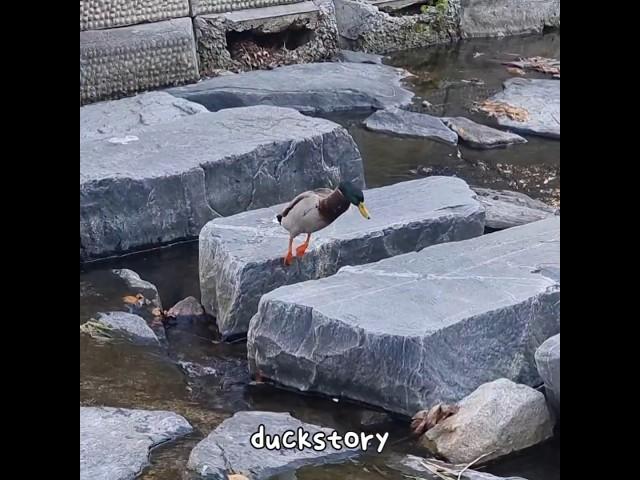 duck jump #shorts #duck #nature #cute