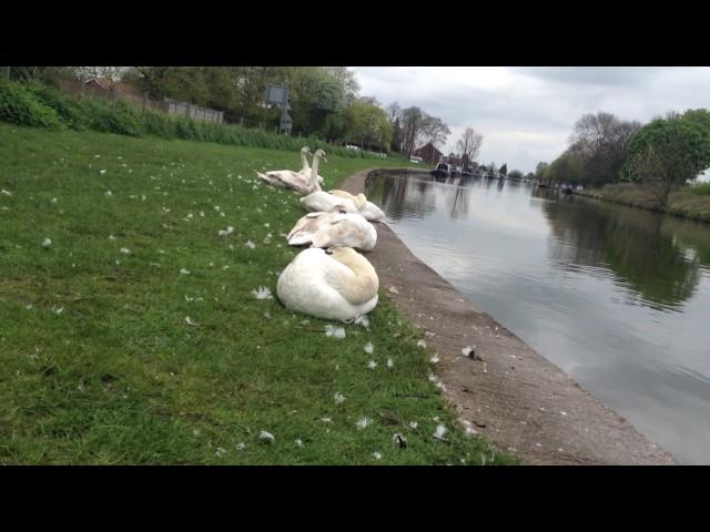 First Swanwatch VLog mute swan gathering point Middlewich Cheshire