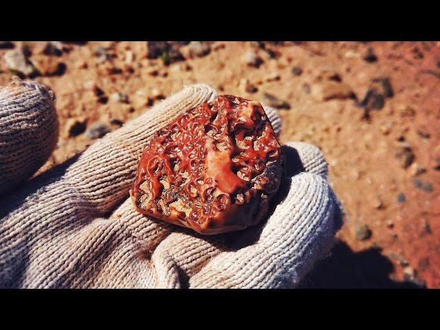 Wilderness Exploration | Gobi treasure hunt, what kind of treasure is this?