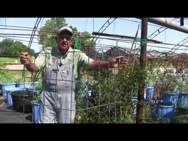 Tomato Cages That Fit, Ep 170