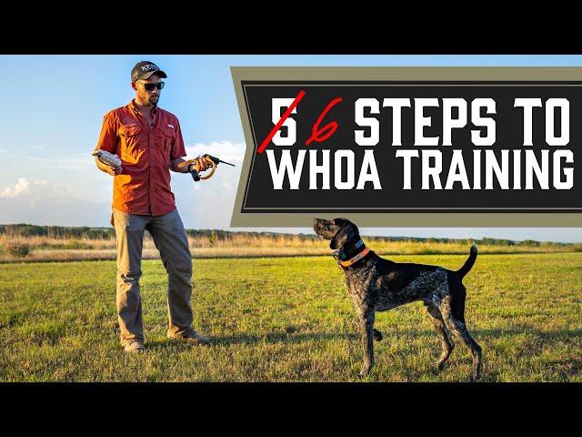 The Complete Guide To Whoa Training - Every Single Step