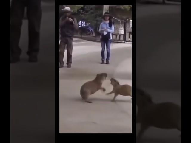 Mamibara interrumpe pelea de bebebaras#capibara #capybara #carpincho