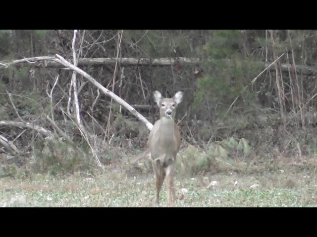 WARNING: Graphic!!! Another deer down with 308 rifle. Short version