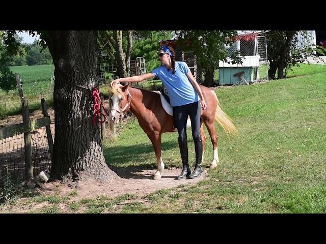 Stop your horse from biting using positive reinforcement