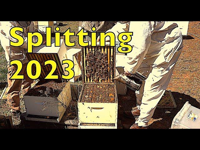 Splitting Colonies 2023