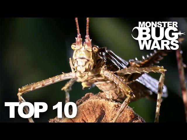 TOP 10 BUG FIGHTS | MONSTER BUG WARS