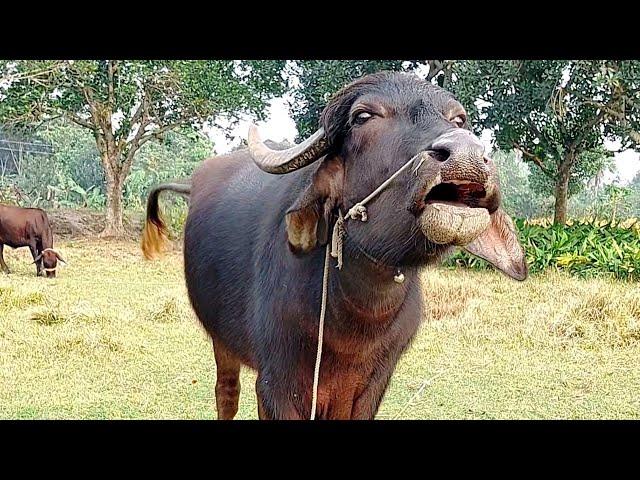 Buffalo Sound By Tobibul (Animal Sounds)