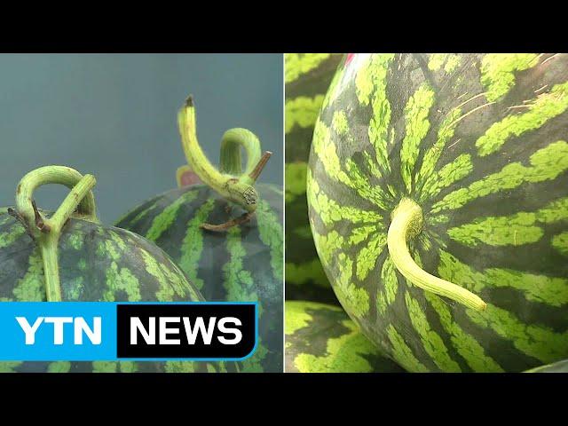 'T자→I자' 수박 꼭지는 왜 짧아졌을까? / YTN (Yes! Top News)