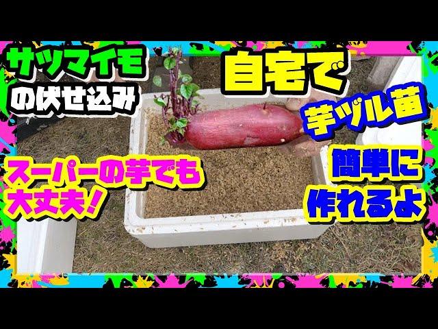 スーパーのサツマイモで栽培用の芋ヅルを作ろう｜GWまで間に合うよ【さつまいも育て方】