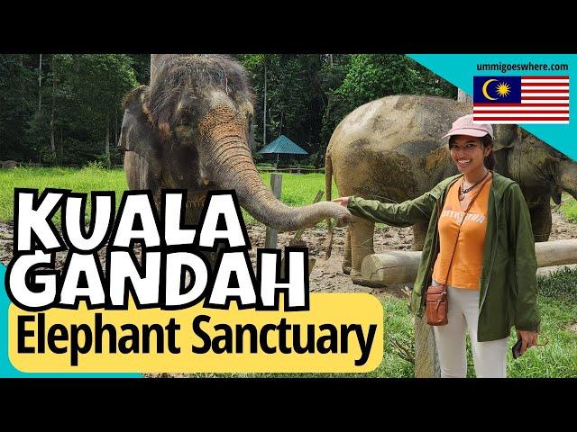 KUALA GANDAH National Elephant Conservation Centre, Malaysia - Is it Ethical?