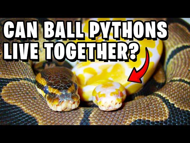 Can Ball Pythons Live Together?