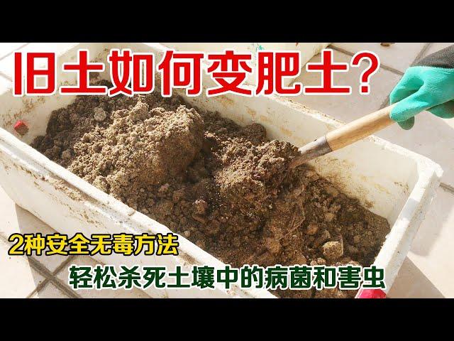 如何把旧土变成有机肥土？手把手教你2个简单、安全的土壤消毒方法，杀死土壤中的有害病菌和虫卵，旧土变营养土| Method of changing old soil into nutrient soil