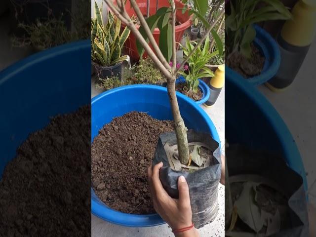 #how to grow chiku in pot#chiku in pot #best #best fruit for terrace garden 