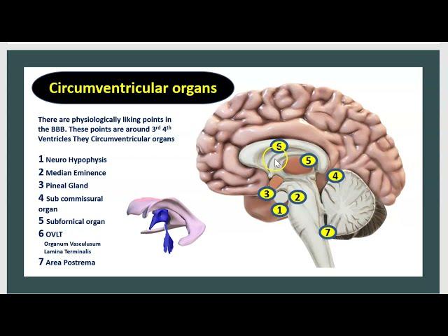 Franchir La Barrière hémato-encéphalique Barrière sang-cerveau 3 Minutes