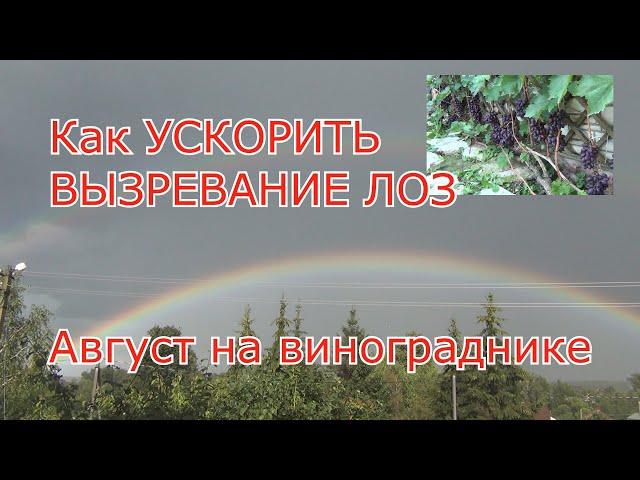 Как УСКОРИТЬ ВЫЗРЕВАНИЕ ЛОЗЫ винограда