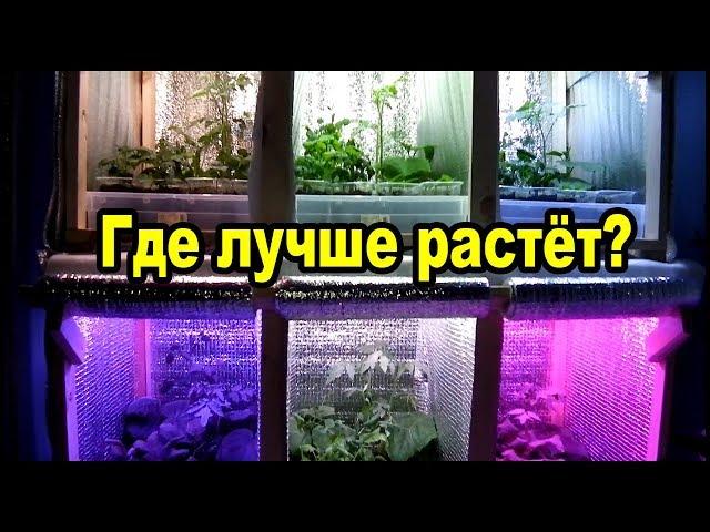 Фитолампы для рассады - тест шести спектров. Где лучше растёт?