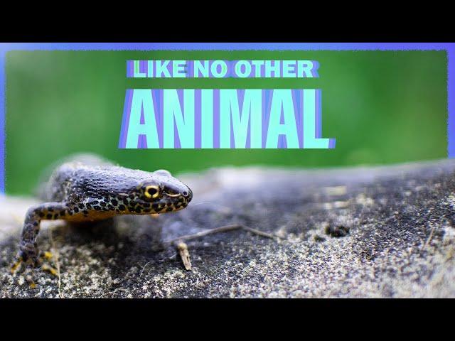 How Salamanders Break The Rules Of Life