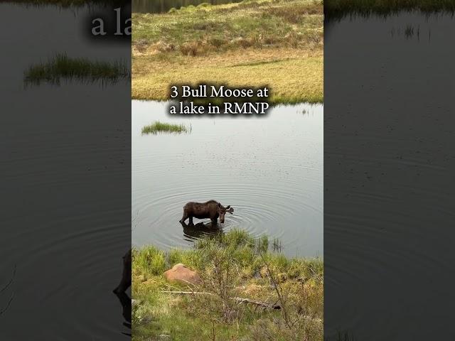I’ve never seen this many Bull Moose around one lake at the same time. We got lucky this morning.