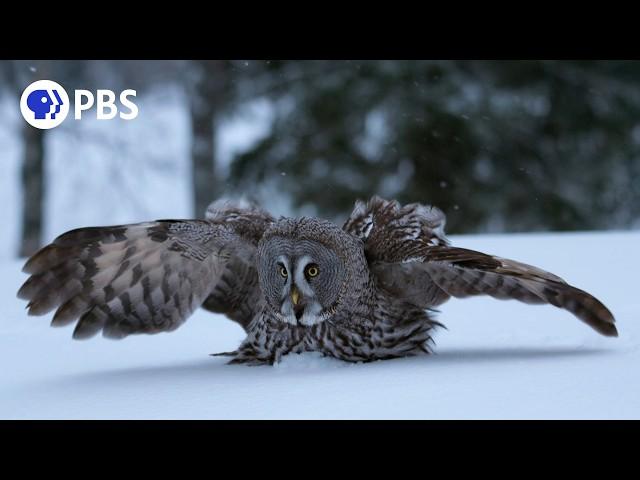 How Great Grey Owls Hunt Hidden Prey