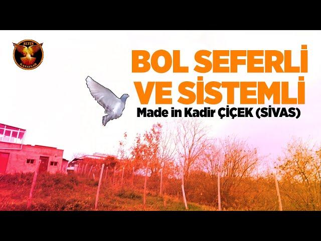 Kuş dediği sistemli dönecek / Altın Kanatlar / kuş seyri