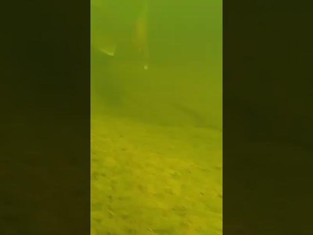 Walleye Swimming Underwater #Shorts