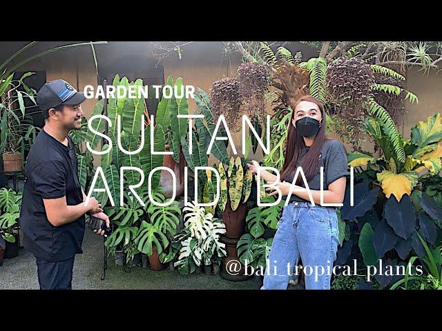 Sultan aroid di Bali| Bali Tropical Plants Garden Tour