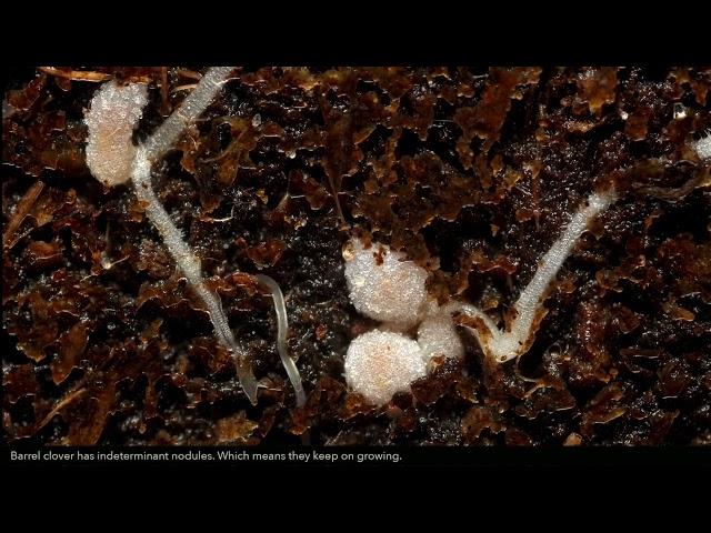 Medicago and Rhizobium - Root Nodule formation in Barrel Clover