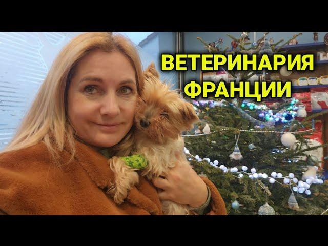 ветеринарная клиника Франции| безумные цены в Украине