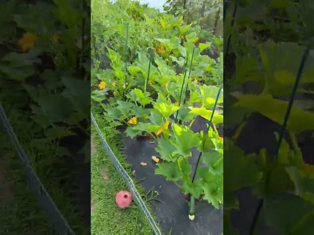 Outdoor Garden | Quick look before harvesting | #garden #greentgarden