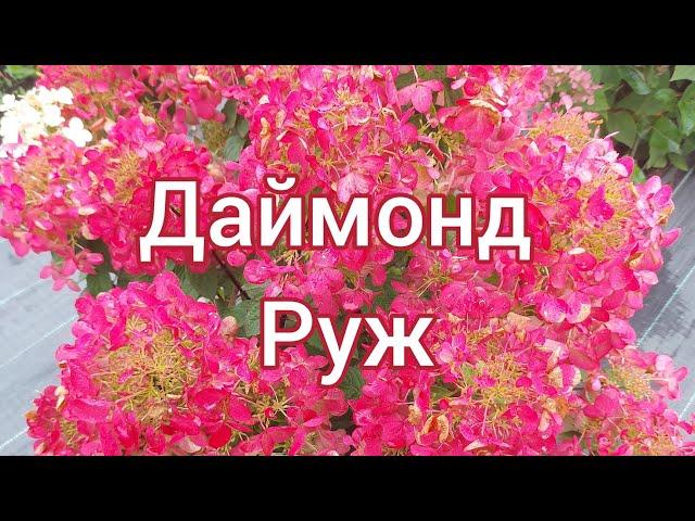 Гортензия Даймонд Руж .