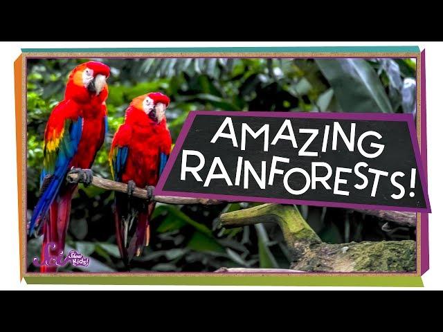 Explore the Rainforest! | Ecology for Kids