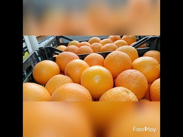 Egyptian Fresh Orange 2020 | fresh fruits | import & export | citrus