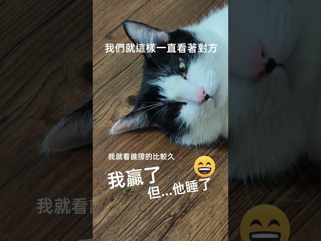 #cat #人中有顆痣的多多 #貓咪日常 #cute #賓士貓