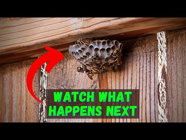 How To Kill Wasps With Dish Soap