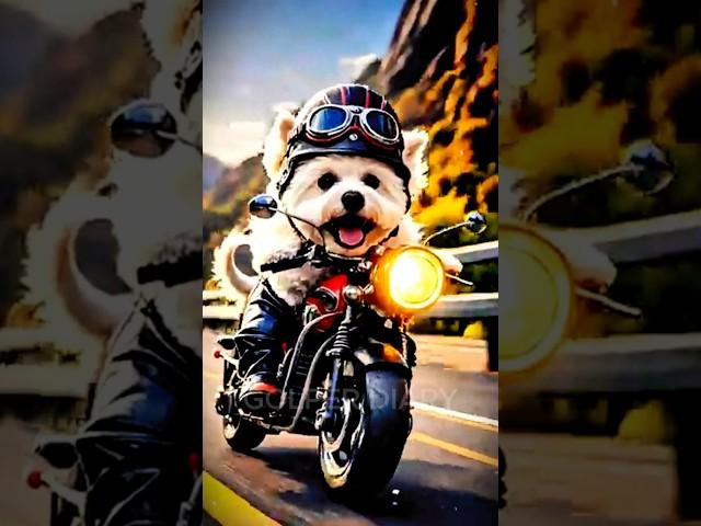 Dog Riding a Motorcycle - Too Cute to Handle!#shorts