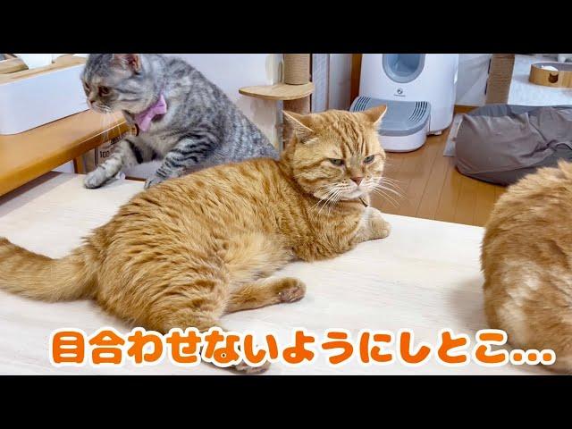 怖い妻と目を合わせないようにしてたら... #猫 #マンチカン