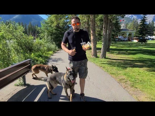 Off Leash training TWO dogs in Banff - Real Dog Training # 7