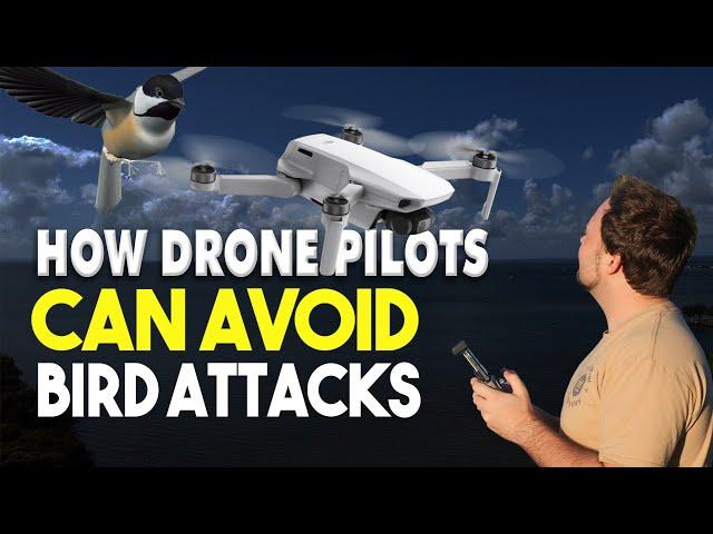 How Drone Pilots Can Avoid Bird Attacks (7 Easy Tips) | DansTube.TV