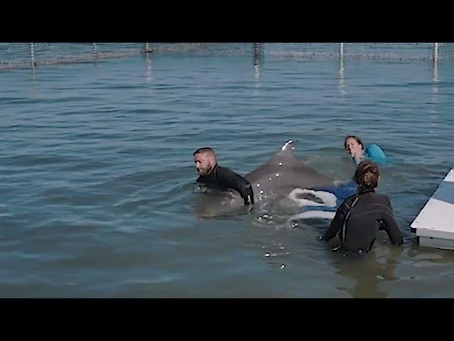 Rescued Bottlenose Dolphin Introduced to 'Forever Home' in Florida Keys