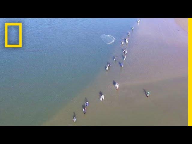 Wild Dolphins Help Fishermen and Get Rewarded | National Geographic