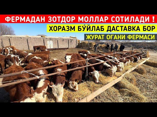 ФЕРМАДАН ЗОТДОР  МОЛЛАР СОТИЛАДИ МАНЗИЛ КУ́ШКУПИРДА ЖУРАТ ОҒАНИ ФЕРМАСИ !!! ХОРАЗМ БОЗОР