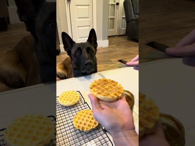 Dog Peanut Butter And Jelly Sandwich Classic #belgianmalinois #smartdog #healthydogtreats