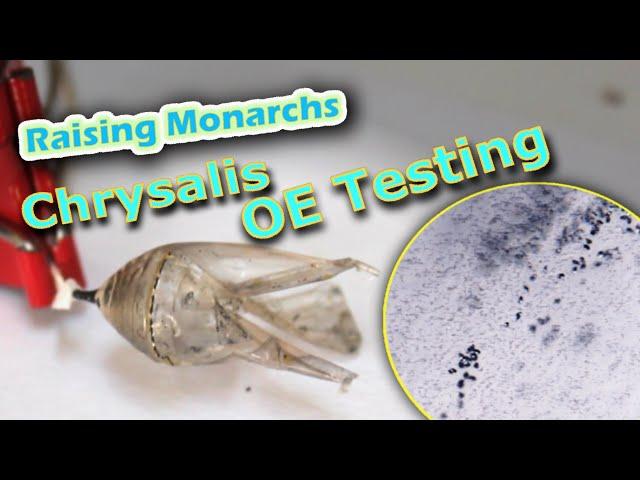 Raising Monarchs - Chrysalis OE Testing (Help The Monarch Butterfly)