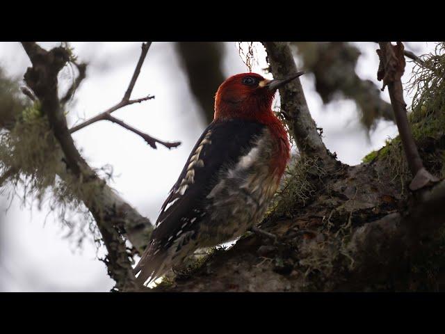 Red-breasted Sapsucker