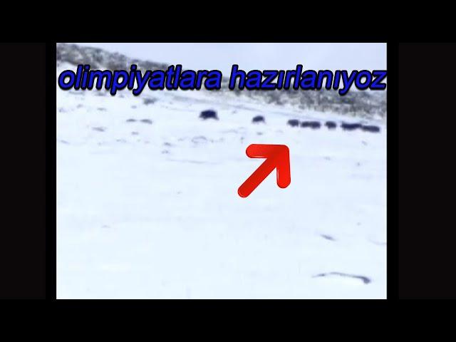 Ağrıda domuz sürüsü gören çoban (EDİT)