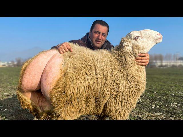 Butchering A Whole Huge Ram! How do People Live in a Mountain Village